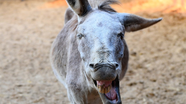 חמור מאושר בחוות האימוץ (צילום: David Frenkel)