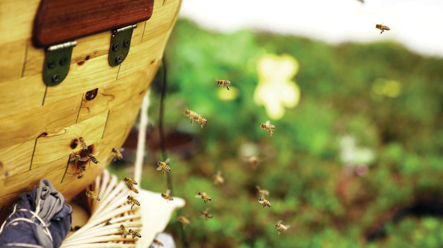 כוורת דבורים (צילום: יותם איתן)