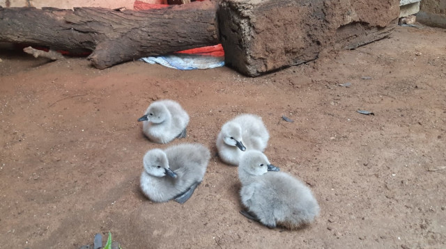 אפרוחי הברבורים (צילום: דוברות ועיריית רמת גן)
