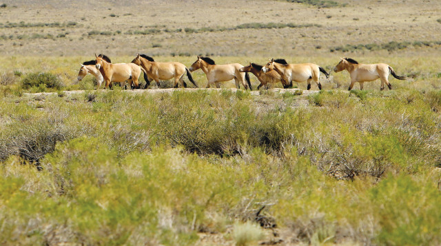סוסי בר מסוג פז'בלסקי (צילום: רויטרס)