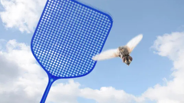 מחבט זבובים, אילוסטרציה (צילום: אינגאימג')