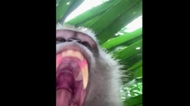 סלפי של הקוף שגנב את הטלפון (צילום: צילום מסך מתוך רויטרס)