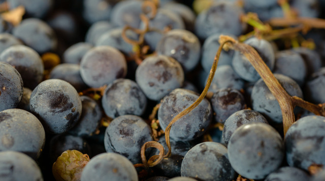 ענבים (צילום: יח"צ חו"ל)