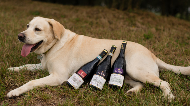 הפסקת צהריים ביקב טנוטה קאבוטה  (צילום: יח"צ חו"ל)