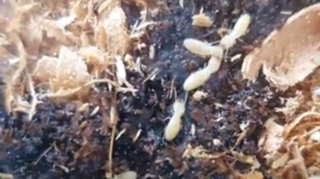 הטרמיט הפורמוסי  (צילום: תומר לו - טוטאל הדברות )