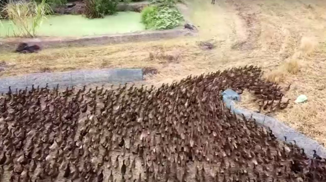 הברווזים בשדה האורז בתאילנד (צילום: צילום מסך: רויטרס)