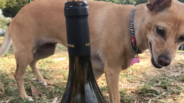 שרדונה טפרברג בפארק הירקון  (צילום: טליה לוין)