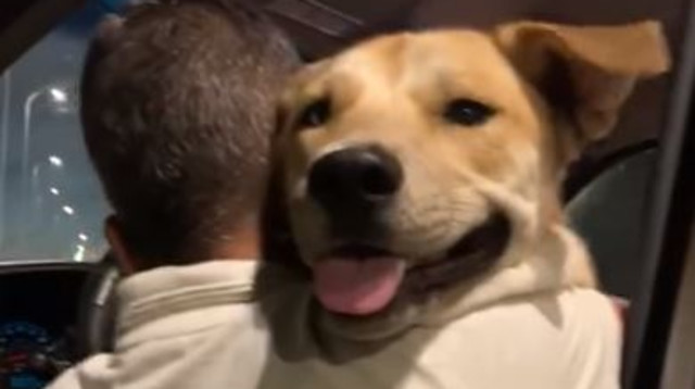 הכלב שעבר התעללות בבת ים (צילום: משרד החקלאות ופיתוח הכפר)