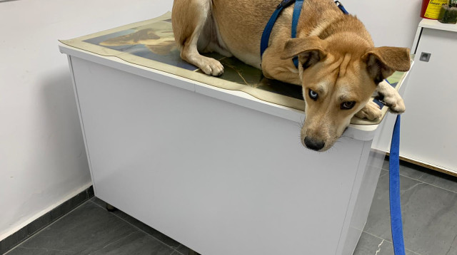 הכלב שעבר התעללות בבת ים (צילום: משרד החקלאות)