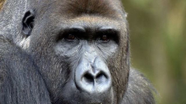 מה זה לאמץ כלב? מאיר אדרי והבן החדש, לוקאס הגורילה! (צילום: פרטי)