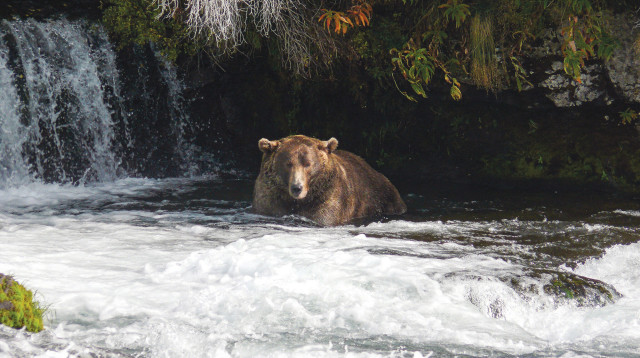 הדוב השמן ביותר באלסקה (צילום: Katmai National Park and Preserve)