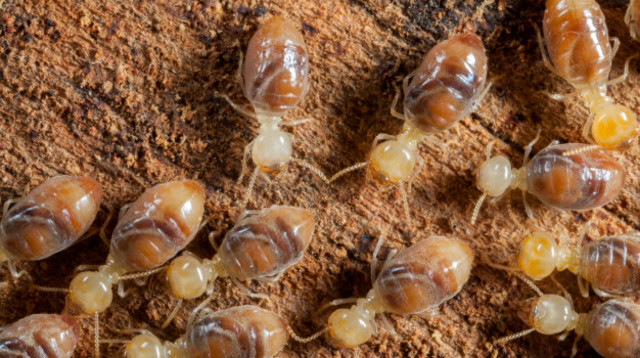 טרמיטים (צילום: FREEPIK)