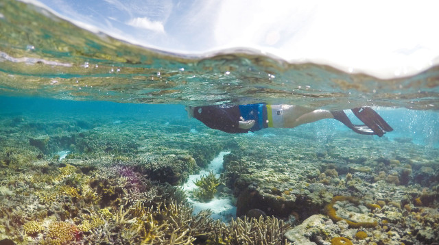 שונית האלמוגים באוסטליה (צילום: רויטרס)