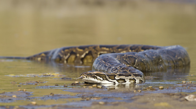 נחש פיתון, אילוסטרציה (צילום: ingimage ASAP)