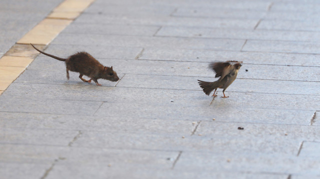 עכברוש בשיקגו (צילום: רויטרס)