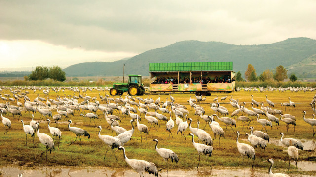 עגורים (צילום: הדר יהב)