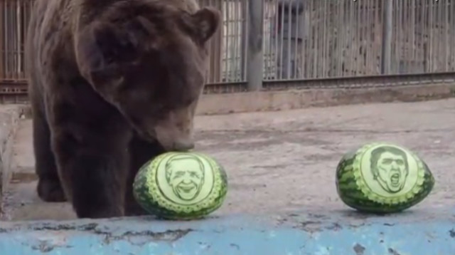 הדוב בוחר - טראמפ או ביידן?  (צילום: צילום מסך: רויטרס)