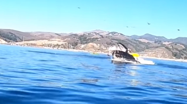 תקיפת הלוויתן את שתי החותרות בקיאק (צילום: צילום מסך פייסבוק)