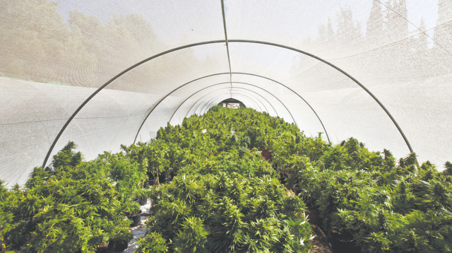 חממת קנאביס (צילום: אביר סולטן, פלאש 90)