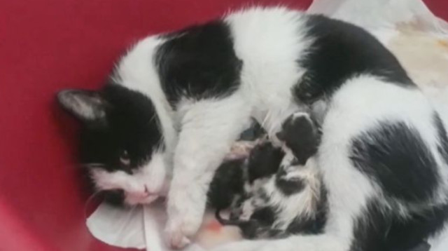 החתולה שהגיעה לבית החולים וגוריה (צילום: רשתות חברתיות)