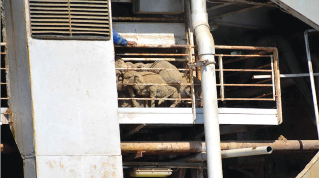 משלוחים חיים באוניות מטען  (צילום: ישראל נגד משלוחים חיים)