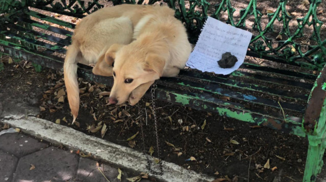 הכלב מקס על הספסל בפארק במקסיקו (צילום: רשתות חברתיות)