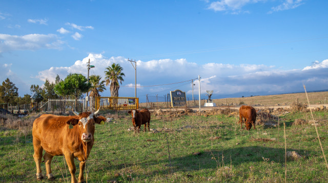 הכניסה ליישוב רמת טראמפ (צילום: יוסי אלוני)