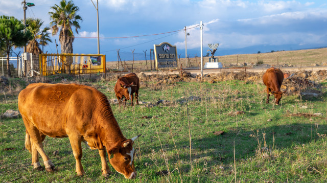 פרות ברמת טראמפ (צילום: יוסי אלוני)