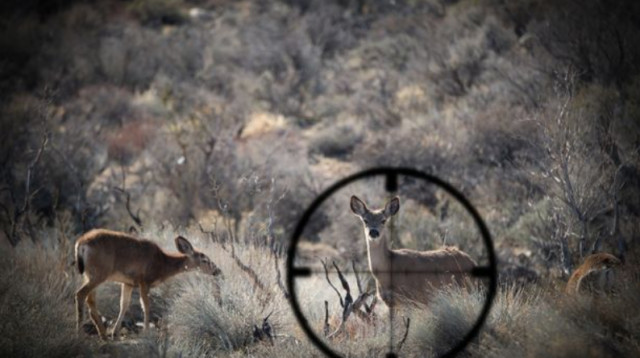ציד, אילוסטרציה (צילום: Getty images)