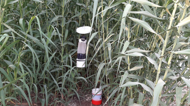 מלכודות יתושים (צילום: גל זגרון, המשרד להגנת הסביבה)