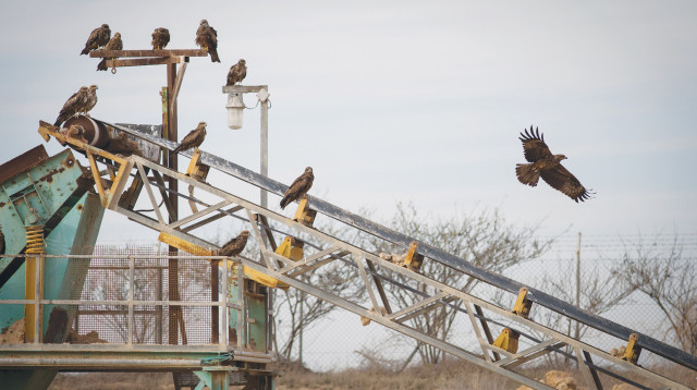 ציפורים, אילוסטרציה (צילום: הדס פארוש, פלאש 90)