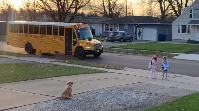 בנטלי, הגולדן רטריבר האחראי (צילום: צילום מסך פייסבוק)