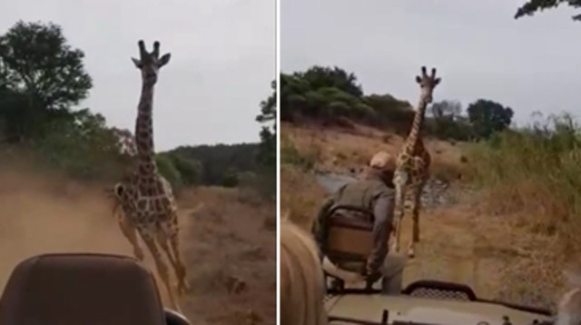 ג'ירפה רדפה אחרי חבורת תיירים בקניה (צילום: צילום מסך מתוך רויטרס)