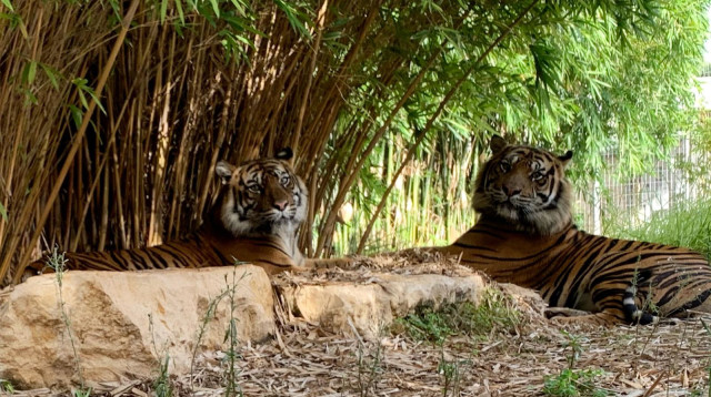 זוג הטיגריסים הסומטריים בספארי  (צילום: נועה טולדנו,חמודי אעראר)