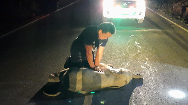 פעולות החייאה בגור פילים בתאילנד (צילום: רויטרס)