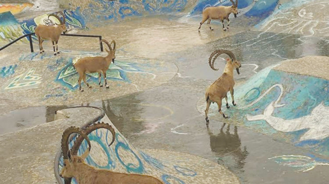 יעלים השתלטו על הסקייט-פארק במצפה רמון (צילום: עדן כהן)