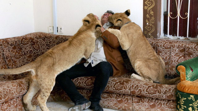 אל-מאראג'לה ואריות המחמד שלו (צילום: רויטרס)