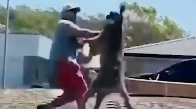 קרב בין קנגורו לגבר באוסטרליה (צילום: צילום מסך מתוך הפייסבוק)
