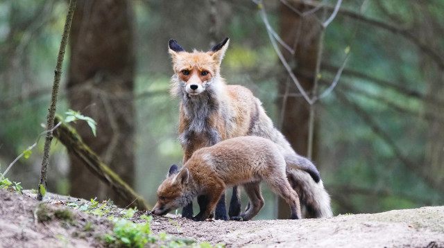 שועלים (צילום: רויטרס)