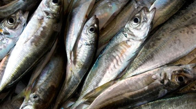 דגים (צילום: אינג אימג')