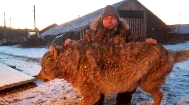 החקלאי והזאב (צילום: רשתות חברתיות)