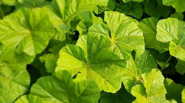 חוביזה (צילום: ד"ר מאיה רוזמן)