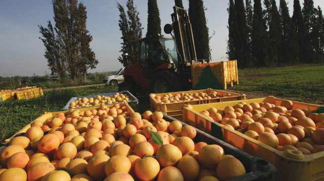 קטיף חקלאי בדרום (צילום: פלאש 90)