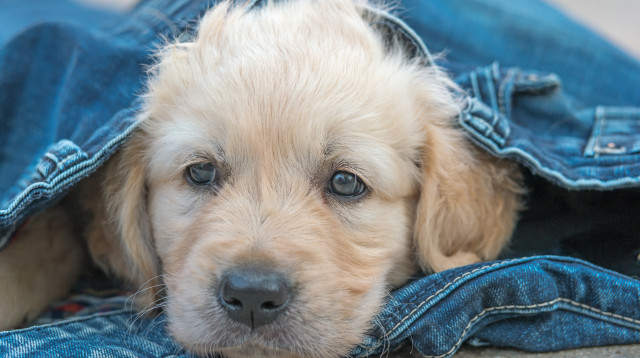 גולדן רטריבר, אילוסטרציה (צילום: Ingram Image)