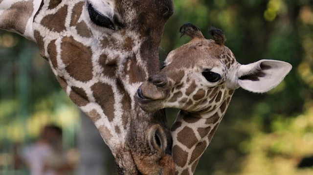 דניסה ובתה דיאנה בספארי (צילום: טיבור יגר)