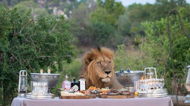 האריה שהצטרף אל מסיבת היום הולדת  (צילום: רשתות חברתיות)
