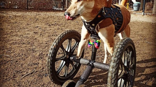 כלבה על גלגלים (צילום: רשתות חברתיות)