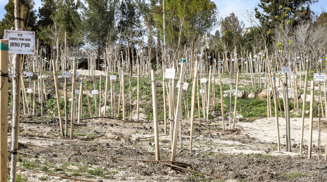 נטיעות בנוף הגליל (צילום: ישראל פרץ)