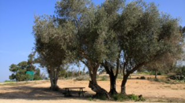 עצי זית בחניון יהודה (צילום: יעקב שקולניק)