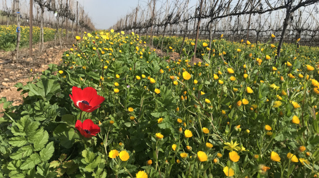 כרם אקולוגי. יקב תבור  (צילום: מיכל אקרמן)